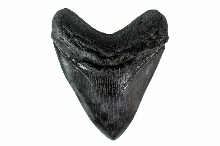 Fossil Megalodon Tooth - South Carolina #153868